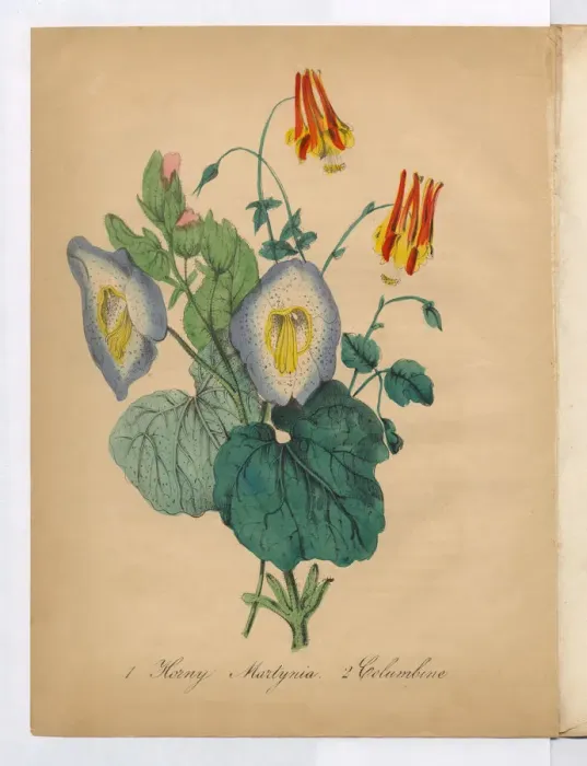 Framed Print : Columbine Victorian Botanical Illustration Framed Print : Columbine Victorian Botanical Illustration