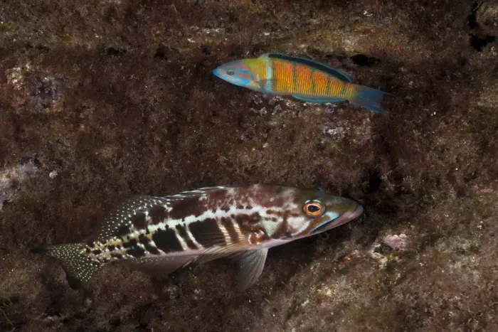 Framed Print : Comber -Serranus cabrilla-, below, and Ornate Wrasse -Thalassoma pavo-, near Santa Maria, Azores, Atlantic Ocean, Portugal