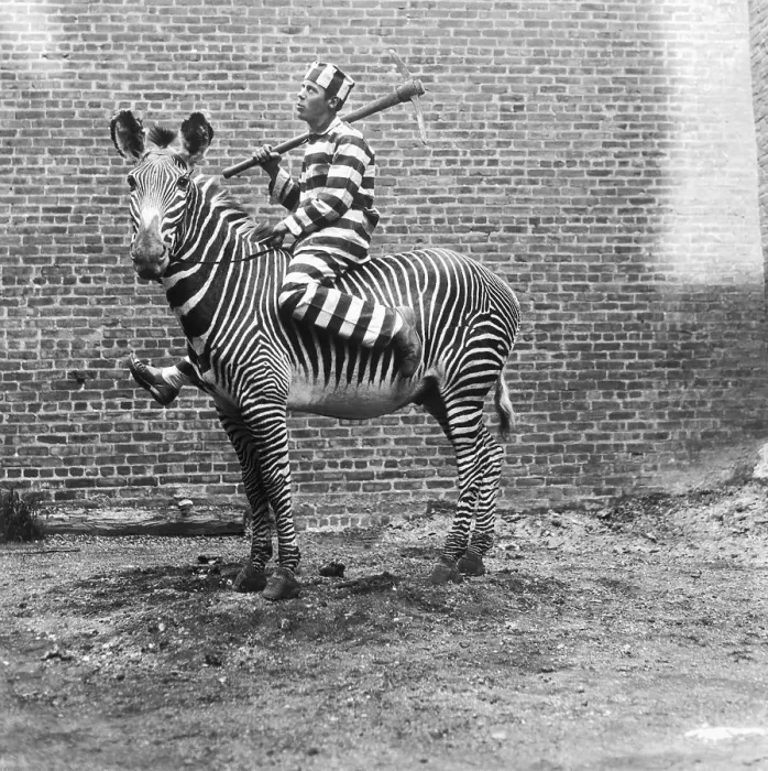 Framed Print : Comic Criminal Riding a Zebra Framed Print : Comic Criminal Riding a Zebra