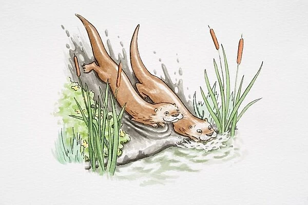 Comical depiction of two otters sliding down muddy riverbank into water below