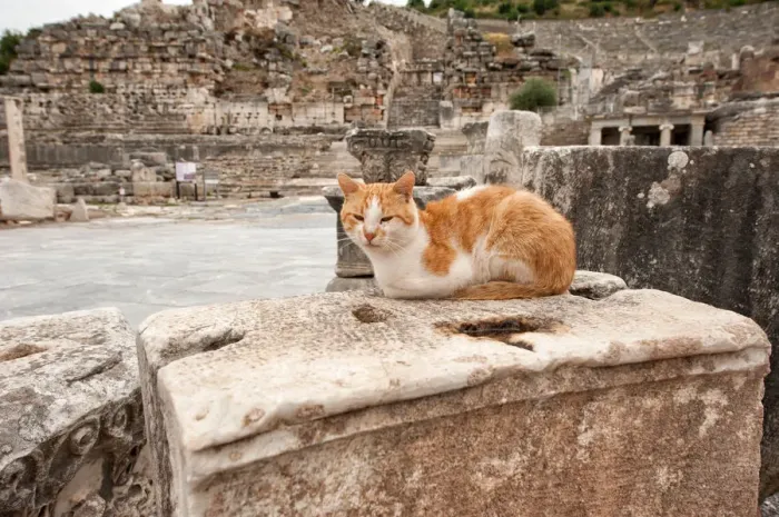 Framed Print : Commercial Agora in Ephesus Framed Print : Commercial Agora in Ephesus