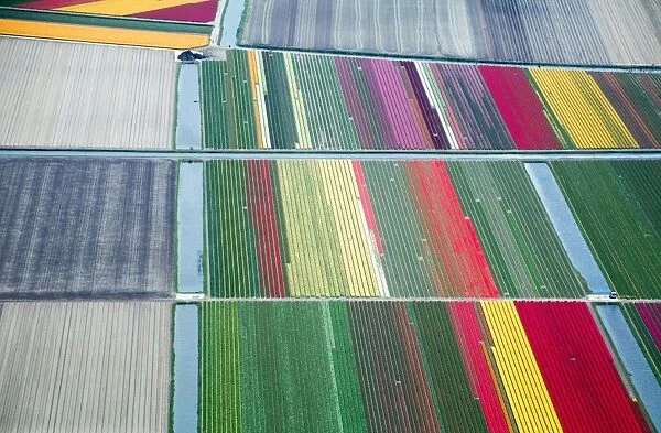 Commercial flower bulb cultivation in the Netherlands