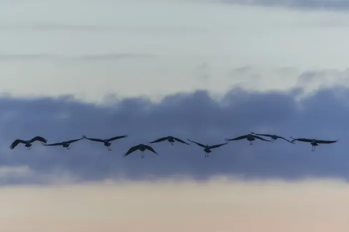 Framed Print : Commom Cranes -Grus grus- in flight, Lower Saxony, Germany Framed Print : Commom Cranes -Grus grus- in flight, Lower Saxony, Germany
