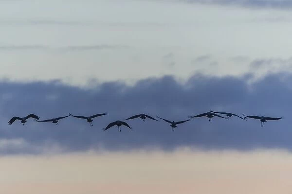 Commom Cranes -Grus grus- in flight, Lower Saxony, Germany