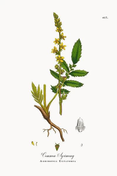 Common Agrimony, Agrimonia Eupatoria, Victorian Botanical Illustration, 1863