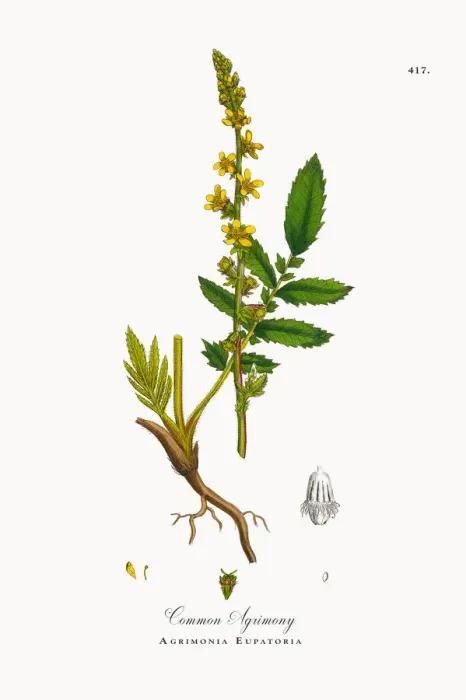 Framed Print : Common Agrimony, Agrimonia Eupatoria, Victorian Botanical Illustration, 1863 Framed Print : Common Agrimony, Agrimonia Eupatoria, Victorian Botanical Illustration, 1863
