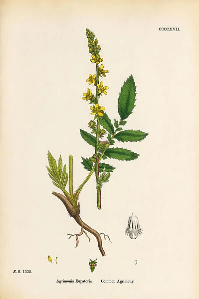 Common Agrimony, Agrimonia Eupatoria, Victorian Botanical Illustration, 1863