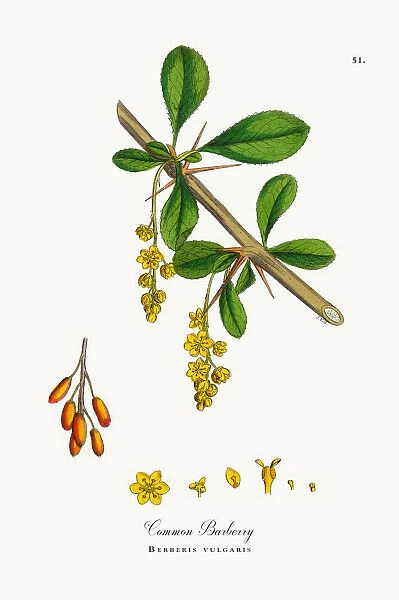 Common Barberry, Berberis vulgaris, Victorian Botanical Illustration, 1863
