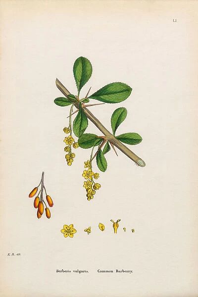 Common Barberry, Berberis vulgaris, Victorian Botanical Illustration, 1863