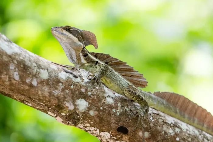 Framed Print : Common Basalisk lizard Framed Print : Common Basalisk lizard