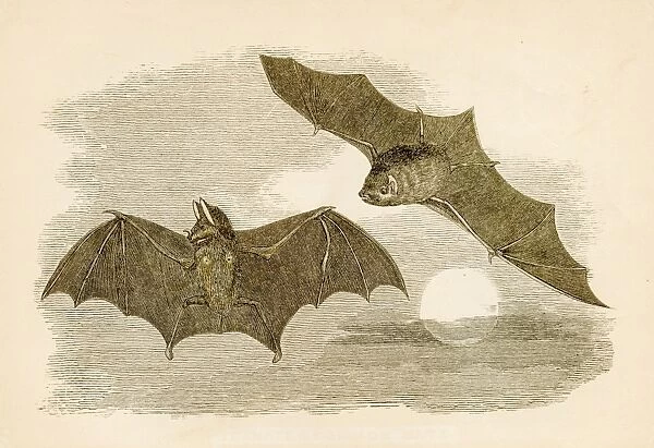 Common bats engraving 1851