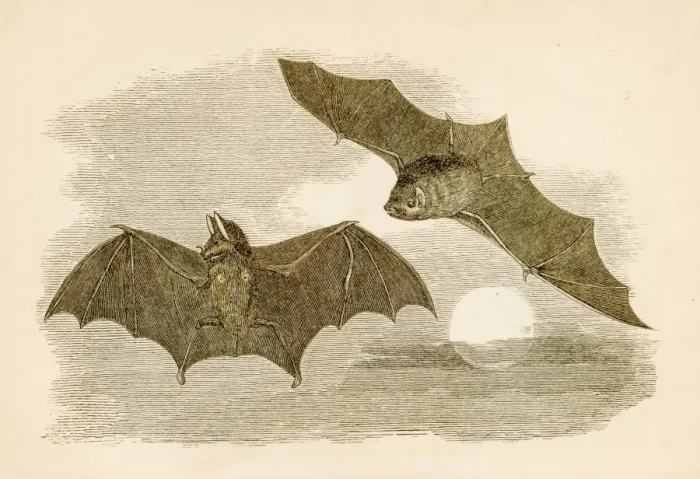 Framed Print : Common bats engraving 1851