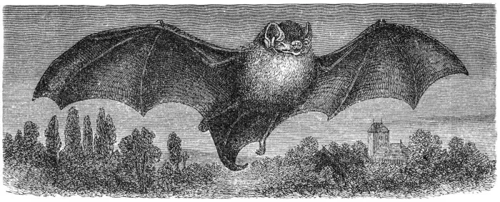 Framed Print : The common bent-wing bat, Schreibers long-fingered bat, or Schreibers bat (Miniopterus schreibersii) Framed Print : The common bent-wing bat, Schreibers long-fingered bat, or Schreibers bat (Miniopterus schreibersii)