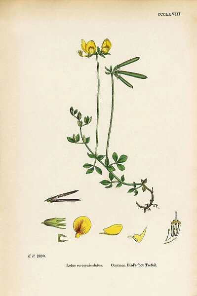 Common Birdas-foot Trefoil, Lotus eu-corniculatus, Victorian Botanical Illustration, 1863