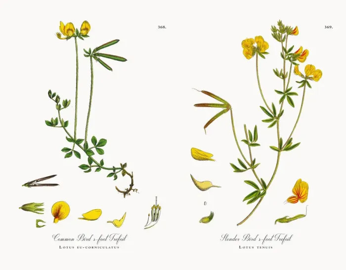 Framed Print : Common Birdas-foot Trefoil, Lotus eu-corniculatus, Victorian Botanical Illustration, 1863 Framed Print : Common Birdas-foot Trefoil, Lotus eu-corniculatus, Victorian Botanical Illustration, 1863