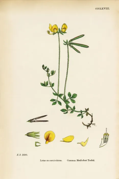 Framed Print : Common Birdas-foot Trefoil, Lotus eu-corniculatus, Victorian Botanical Illustration, 1863 Framed Print : Common Birdas-foot Trefoil, Lotus eu-corniculatus, Victorian Botanical Illustration, 1863