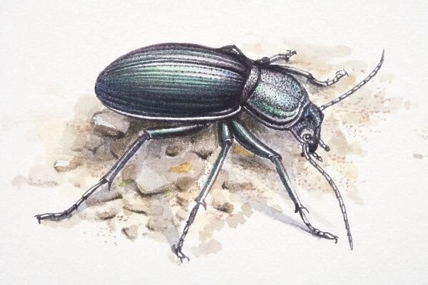 Common Black Ground Beetle, Pterostichus melanarius, side view