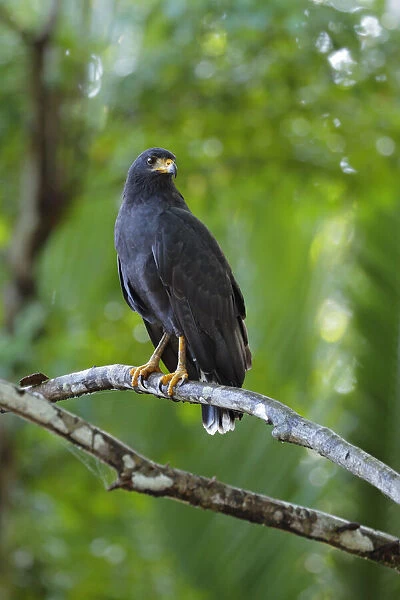 Common black-hawk