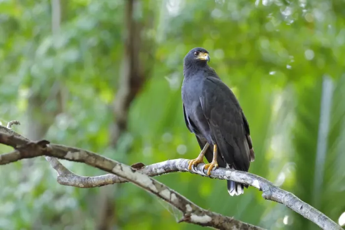 Framed Print : Common Black-Hawk Framed Print : Common Black-Hawk