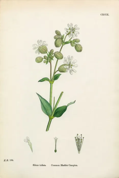 Framed Print : Common Bladder Campion, Silene inflata, Victorian Botanical Illustration, 1863 Framed Print : Common Bladder Campion, Silene inflata, Victorian Botanical Illustration, 1863