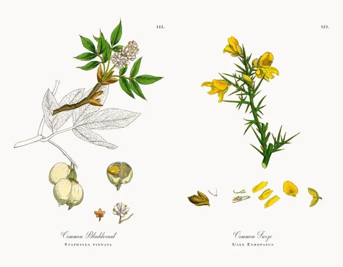 Framed Print : Common Bladdernut, Staphylea pinnata, Victorian Botanical Illustration, 1863 Framed Print : Common Bladdernut, Staphylea pinnata, Victorian Botanical Illustration, 1863