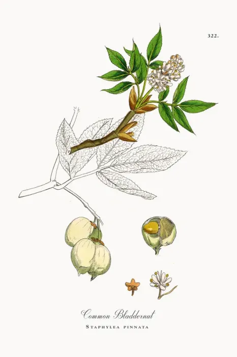 Framed Print : Common Bladdernut, Staphylea pinnata, Victorian Botanical Illustration, 1863 Framed Print : Common Bladdernut, Staphylea pinnata, Victorian Botanical Illustration, 1863