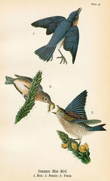 Common blue bird lithograph 1890