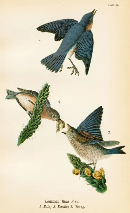 Framed Print : Common blue bird lithograph 1890
