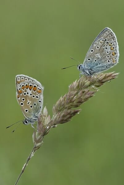 Two Common Blue butterflies -Polyommatus icarus-