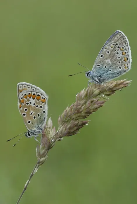 Framed Print : Two Common Blue butterflies -Polyommatus icarus- Framed Print : Two Common Blue butterflies -Polyommatus icarus-