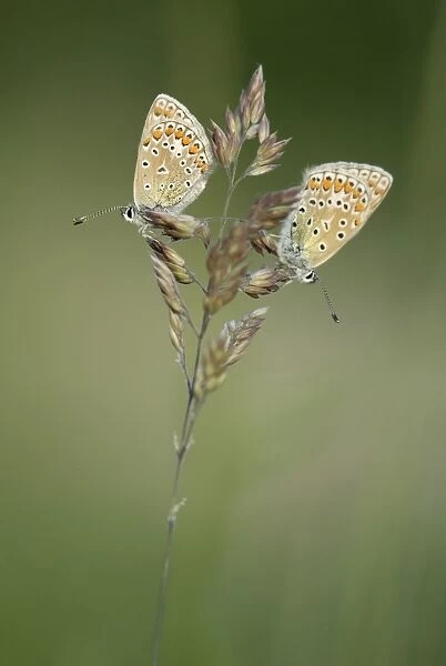 Two Common Blue butterflies -Polyommatus icarus-