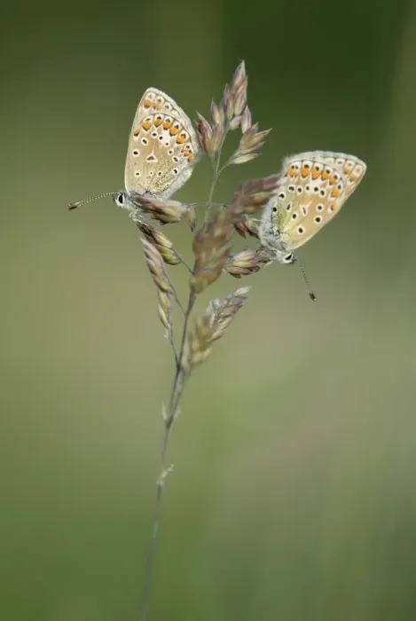 Framed Print : Two Common Blue butterflies -Polyommatus icarus- Framed Print : Two Common Blue butterflies -Polyommatus icarus-
