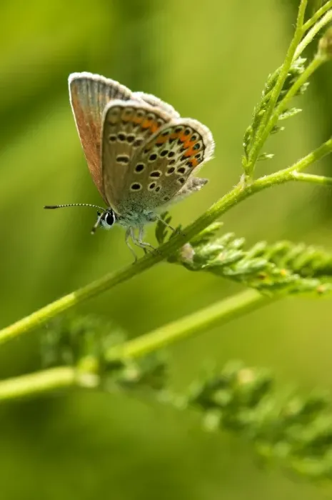 Framed Print : Common Blue butterfly -Polymattus icarus-, Geneva, Genf, Switzerland Framed Print : Common Blue butterfly -Polymattus icarus-, Geneva, Genf, Switzerland