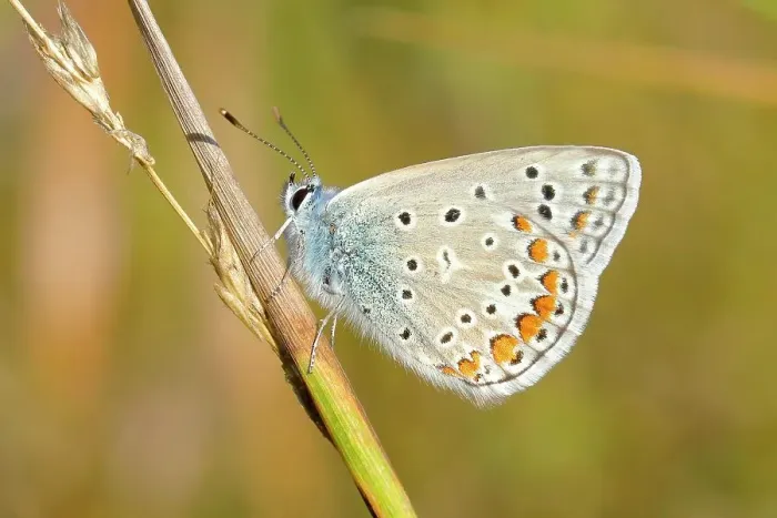 Framed Print : Common blue butterfly (Polyommatus icarus), underside, sitting on a blade of grass, Altmuehlsee, Bavaria, Germany Framed Print : Common blue butterfly (Polyommatus icarus), underside, sitting on a blade of grass, Altmuehlsee, Bavaria, Germany