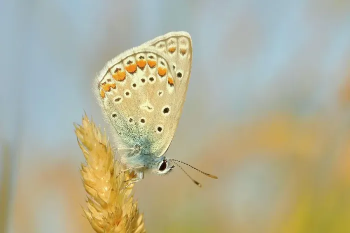 Framed Print : Common blue butterfly (Polyommatus icarus), underside, sitting on a blade of grass, Altmuehlsee, Bavaria, Germany