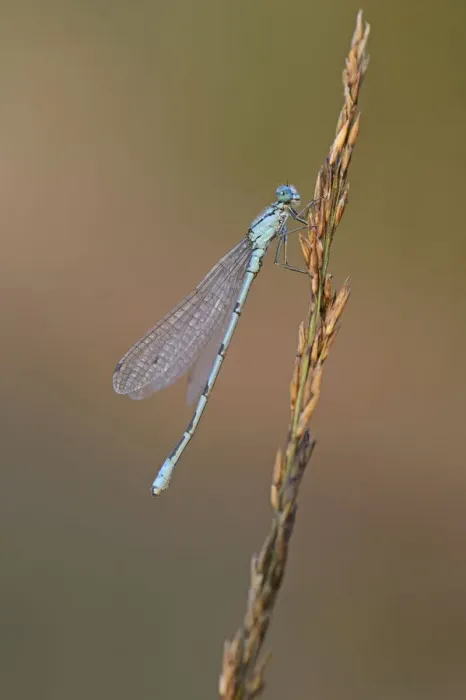 Framed Print : Common Blue Damselfly or Northern Bluet -Enallagma cyathigerum-, Emsland, Lower Saxony, Germany Framed Print : Common Blue Damselfly or Northern Bluet -Enallagma cyathigerum-, Emsland, Lower Saxony, Germany