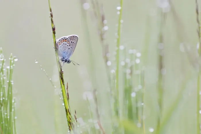 Framed Print : Common Blue -Polyommatus icarus- on a blade of grass Framed Print : Common Blue -Polyommatus icarus- on a blade of grass