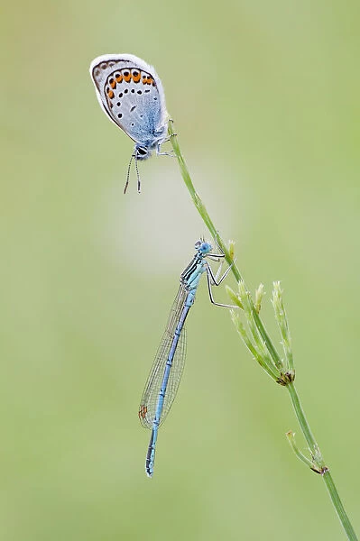 Common Blue -Polyommatus icarus- and a Blue-tailed Damselfly -Ischnura elegans- on a blade of grass, North Hesse, Hesse, Germany