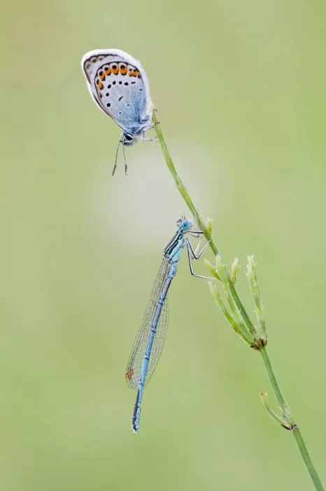 Framed Print : Common Blue -Polyommatus icarus- and a Blue-tailed Damselfly -Ischnura elegans- on a blade of grass, North Hesse, Hesse, Germany Framed Print : Common Blue -Polyommatus icarus- and a Blue-tailed Damselfly -Ischnura elegans- on a blade of grass, North Hesse, Hesse, Germany
