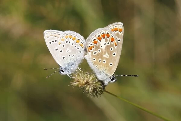 Common Blue -Polyommatus icarus- butterflies mating on a grass flower, North Rhine-Westphalia, Germany