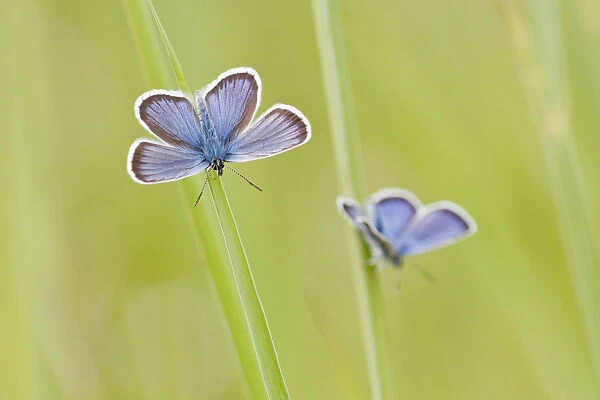Common Blue -Polyommatus icarus- two butterflies perched on blades of grass, North Hesse, Hesse, Germany