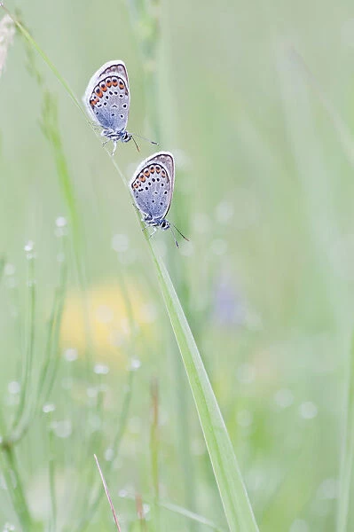 Common Blue -Polyommatus icarus- two butterflies perched on a blade of grass, North Hesse, Hesse, Germany