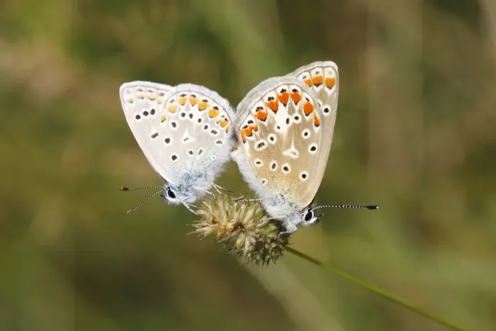 Framed Print : Common Blue -Polyommatus icarus- butterflies mating on a grass flower, North Rhine-Westphalia, Germany