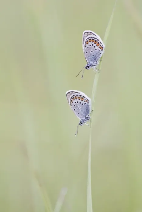 Framed Print : Common Blue -Polyommatus icarus- two butterflies perched on a blade of grass, North Hesse, Hesse, Germany Framed Print : Common Blue -Polyommatus icarus- two butterflies perched on a blade of grass, North Hesse, Hesse, Germany