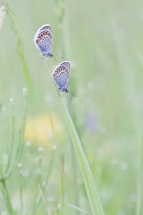 Framed Print : Common Blue -Polyommatus icarus- two butterflies perched on a blade of grass, North Hesse, Hesse, Germany Framed Print : Common Blue -Polyommatus icarus- two butterflies perched on a blade of grass, North Hesse, Hesse, Germany