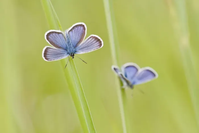 Framed Print : Common Blue -Polyommatus icarus- two butterflies perched on blades of grass, North Hesse, Hesse, Germany