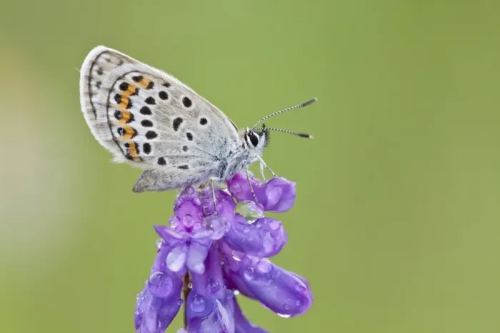 Framed Print : Common Blue -Polyommatus icarus- perched on a flower Framed Print : Common Blue -Polyommatus icarus- perched on a flower