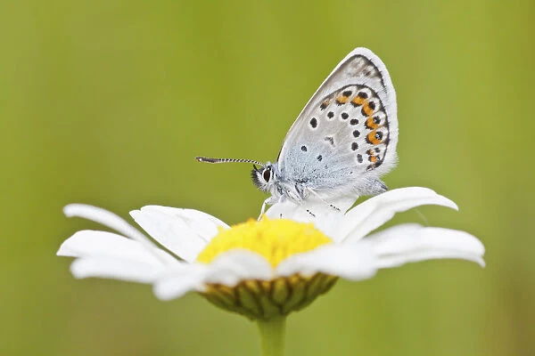 Common Blue -Polyommatus icarus- perched on the flower of an oxeye daisy -Leucanthemum vulgare-, North Hesse, Hesse, Germany