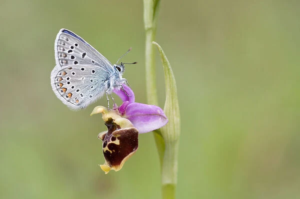 Common Blue -Polyommatus icarus- perched on a Late Spider Orchid -Ophrys fuciflora-, North Hesse, Hesse, Germany