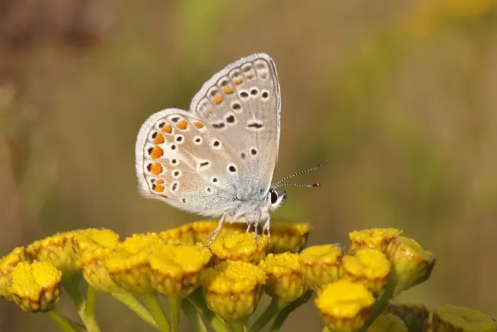 Framed Print : Common Blue -Polyommatus icarus- perched on a tansy, Altenseelbach, Neunkirchen, North Rhine-Westphalia, Germany Framed Print : Common Blue -Polyommatus icarus- perched on a tansy, Altenseelbach, Neunkirchen, North Rhine-Westphalia, Germany